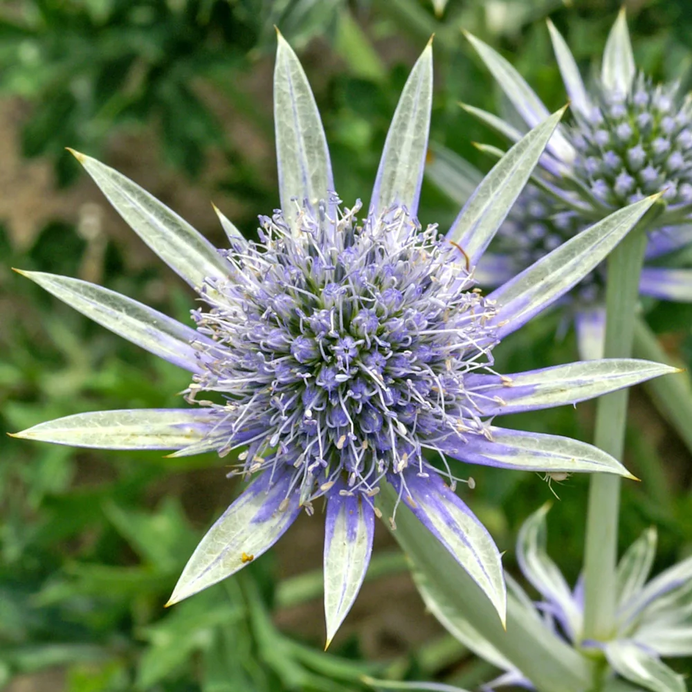 Mediterranean Sea Holly - Image 3
