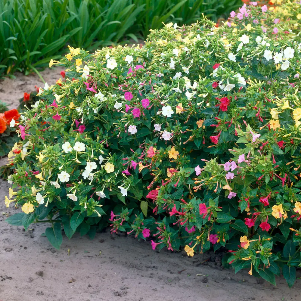 Mirabilis jalapa (Four O'Clocks)