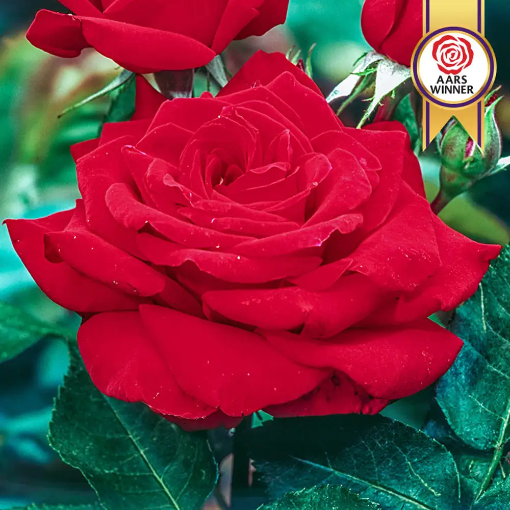 Hybrid Tea Rose Mister Lincoln