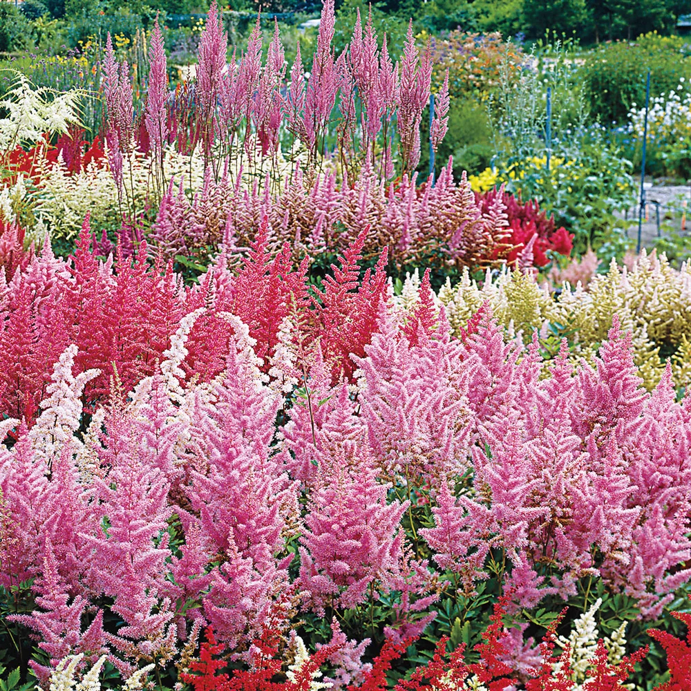 Astilbe Mixed - Image 4