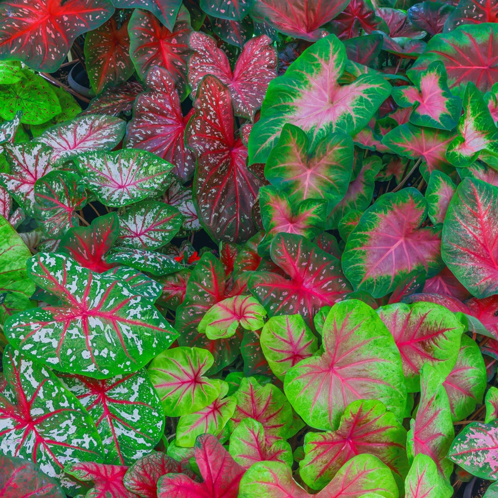 Caladium Mixed - Image 6