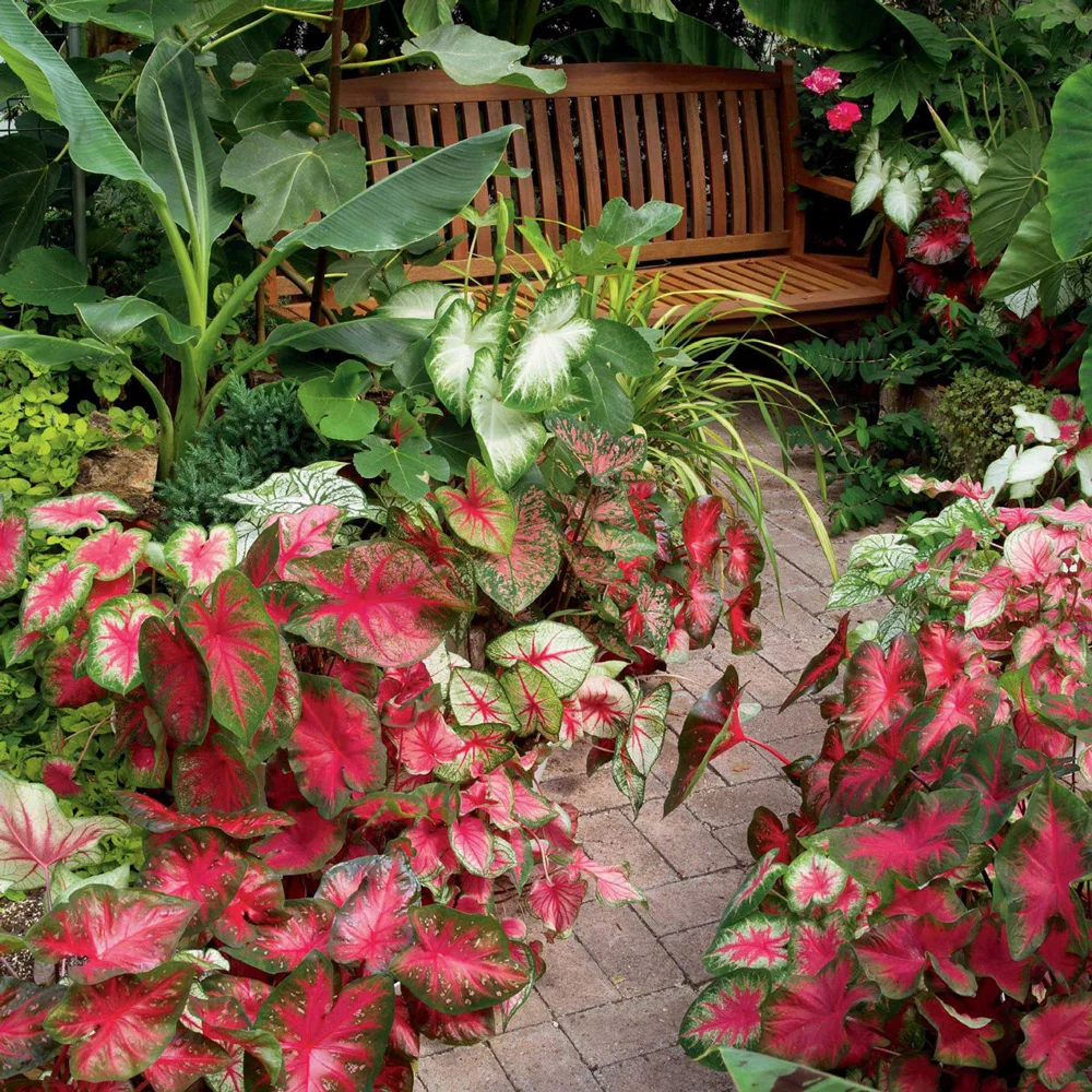 Caladium Mixed - Image 7