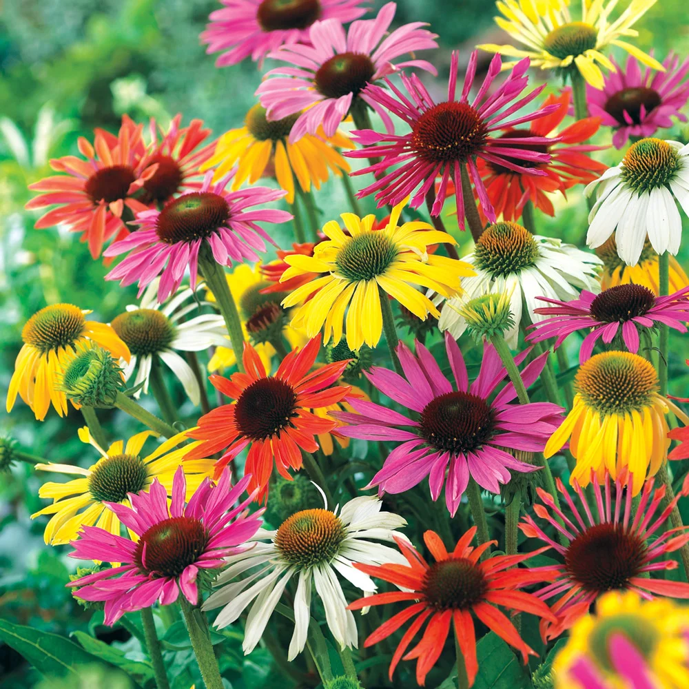 Coneflower Mix - Image 6