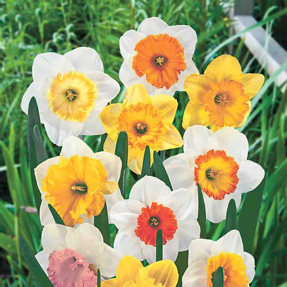 Mixed Large Cupped Daffodils