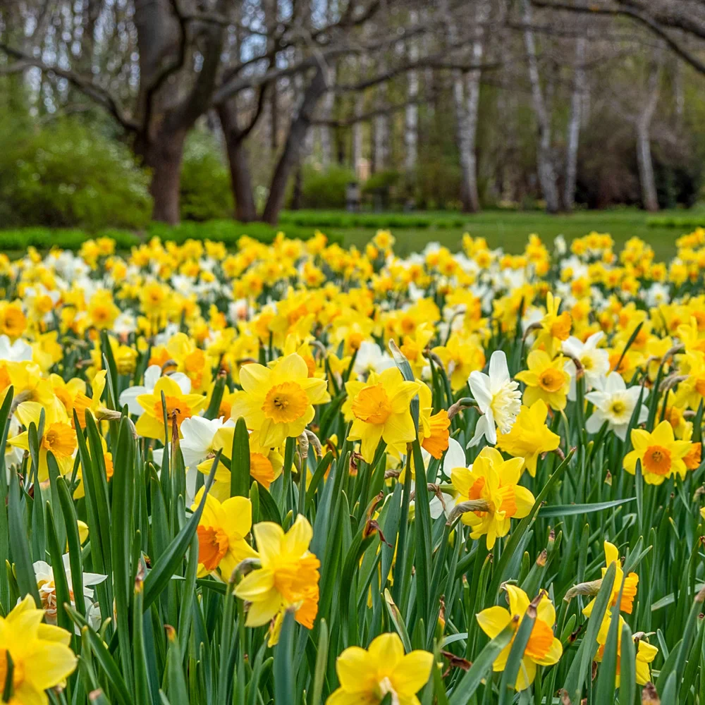 Mixed Daffodils for Naturalizing in growers bag - Image 3