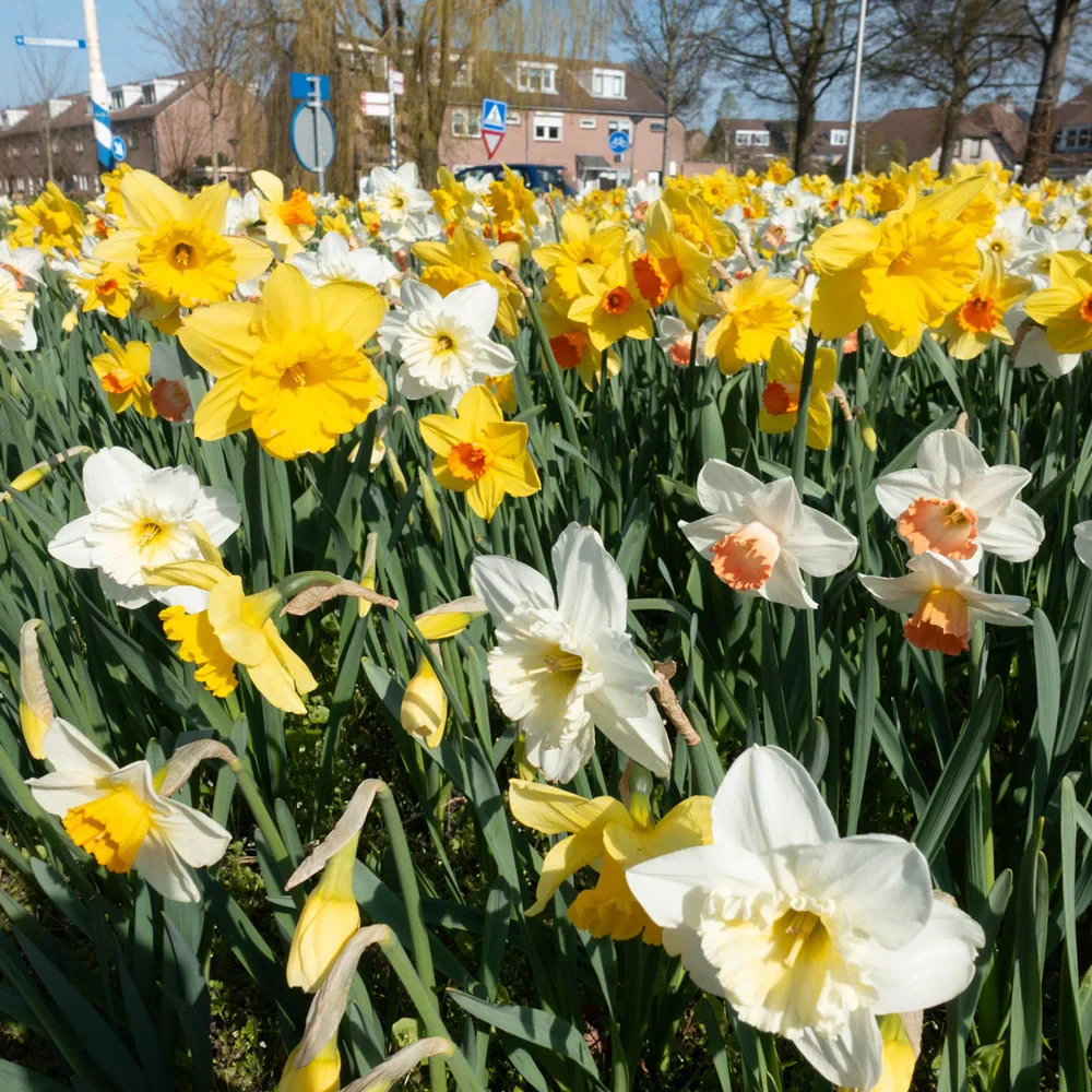 Mixed Daffodils for Naturalizing in growers bag - Image 4