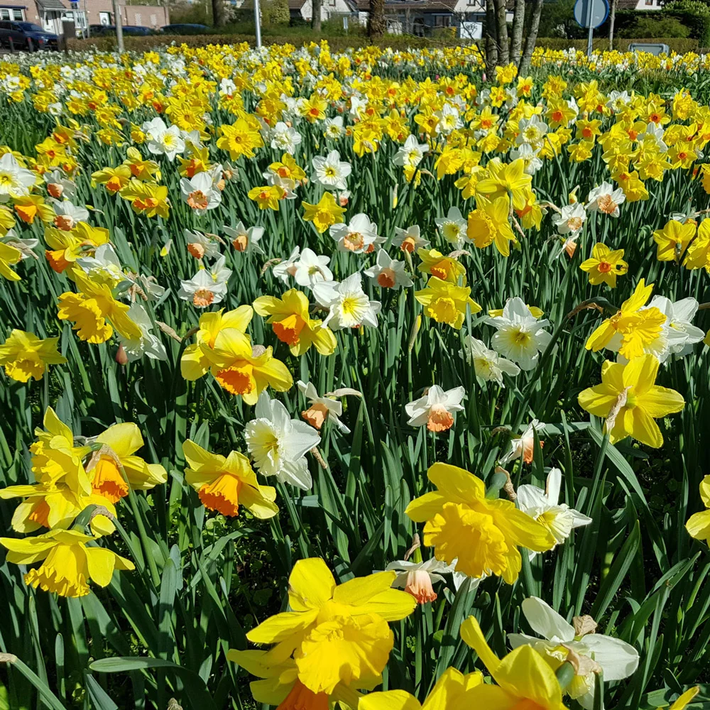 Mixed Daffodils for Naturalizing in growers bag - Image 5