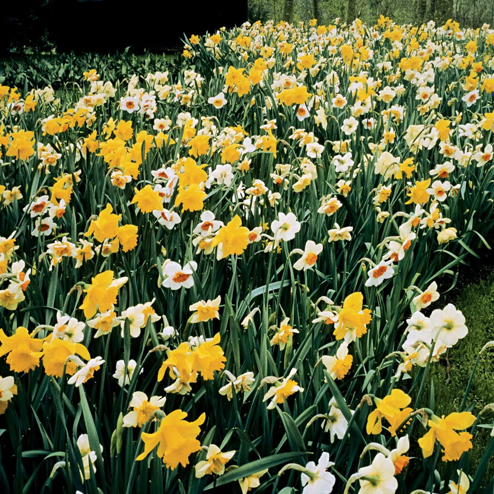 Mixed Daffodils for Naturalizing in growers bag - Image 6