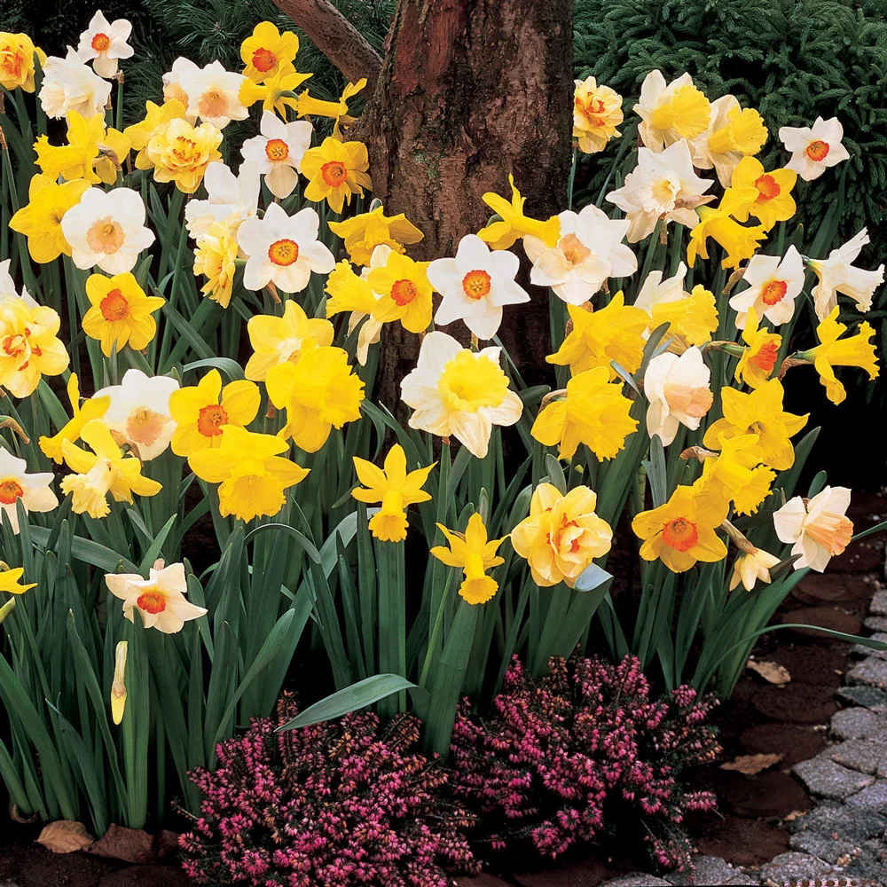 Mixed Daffodils for Naturalizing in growers bag - Image 7