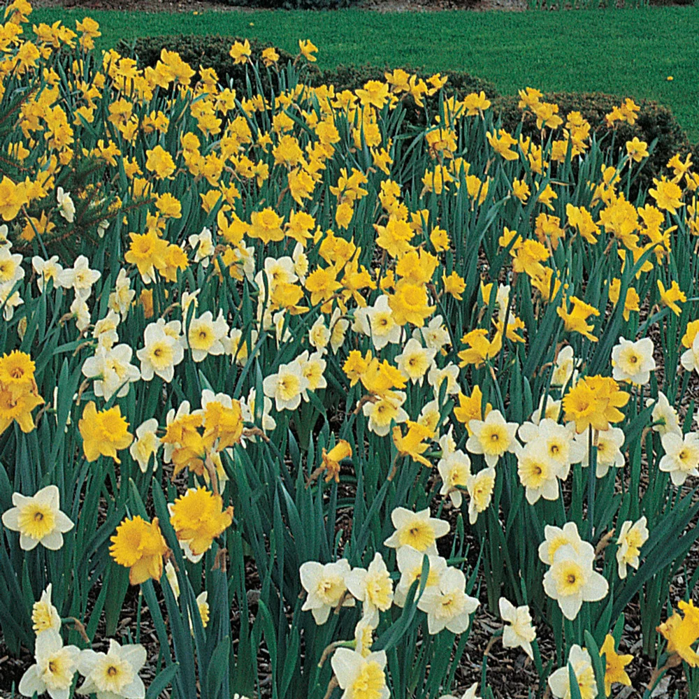 Mixed Daffodils for Naturalizing in growers bag - Image 8