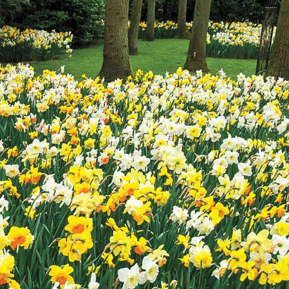 Mixed Daffodils for Naturalizing in growers bag - Image 9