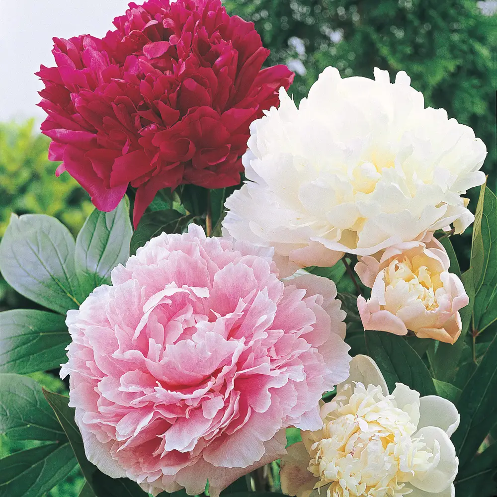 Double Peony Mixed - Image 3