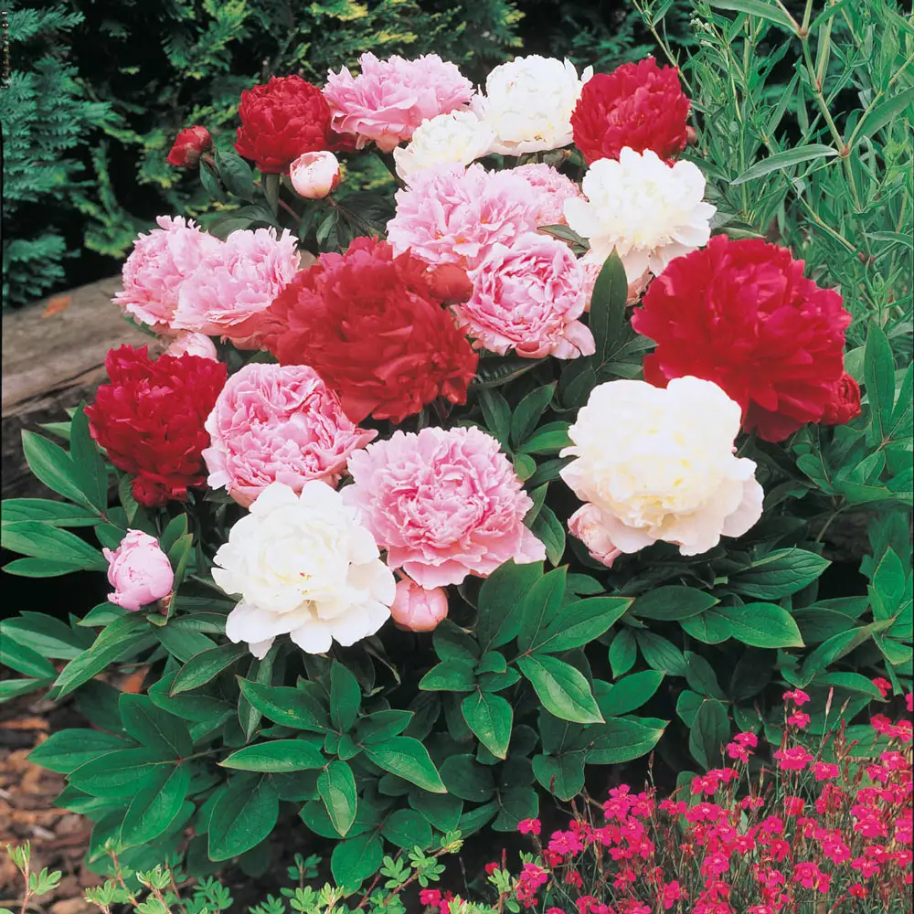 Double Peony Mixed - Image 8