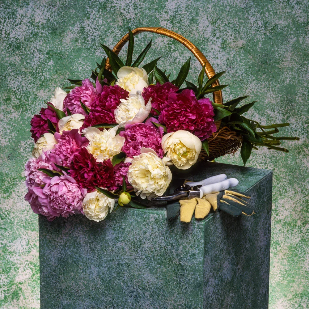 Double Peony Mixed - Image 9