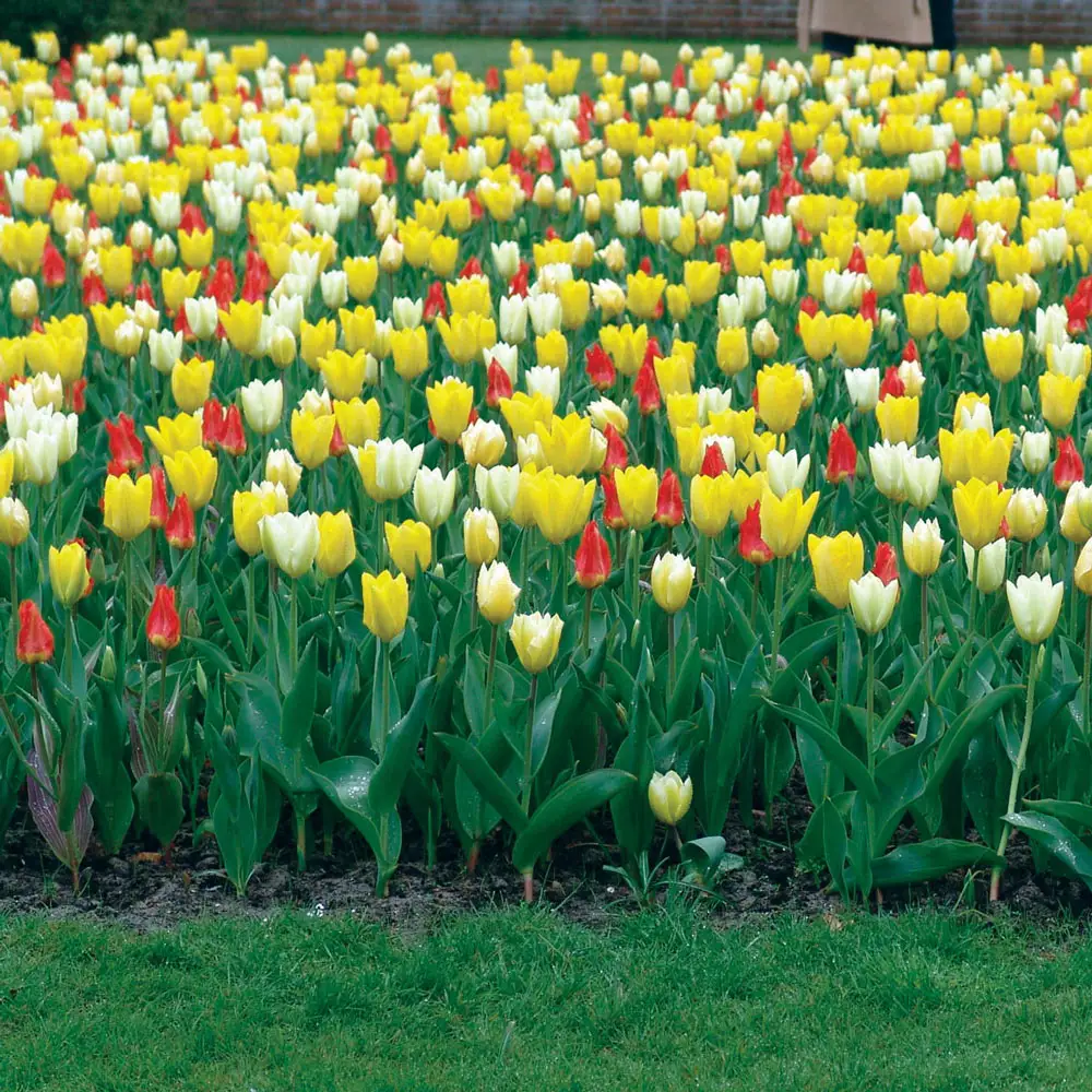 Fosteriana Tulip Mixed Early Bloomers