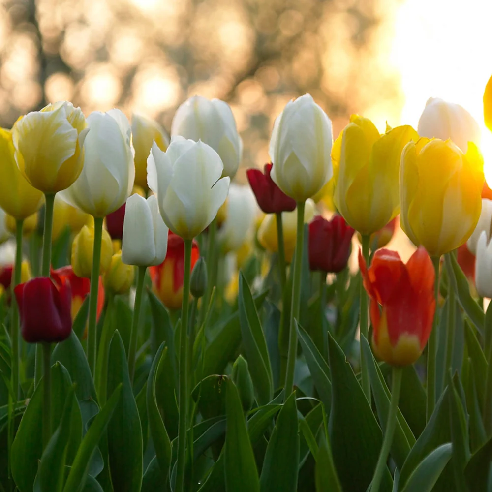 Fosteriana Tulip Mixed Early Bloomers - Image 4