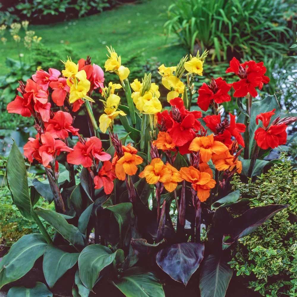 Giant Cannas Mixed - Image 2