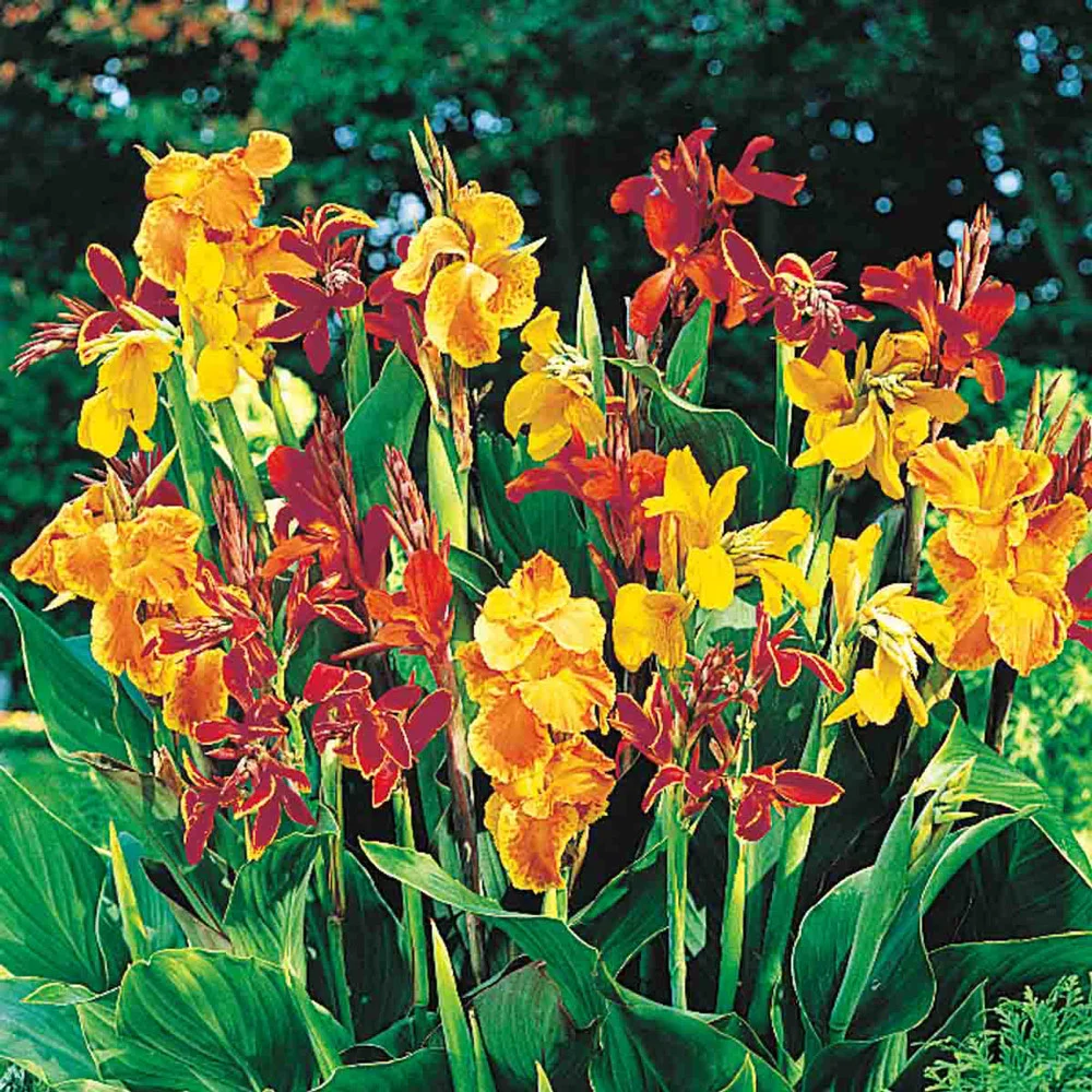 Giant Cannas Mixed - Image 5