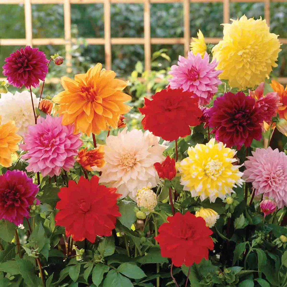 Giant Dinnerplate Dahlia Mix - Image 2