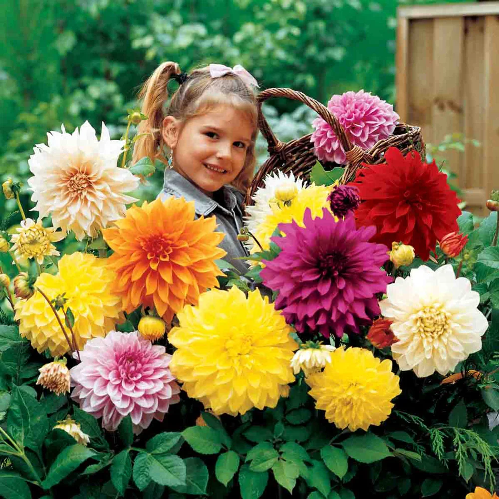 Giant Dinnerplate Dahlia Mix - Image 3
