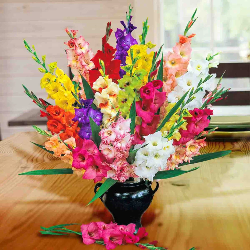 Gladiolus Mixed - Image 5