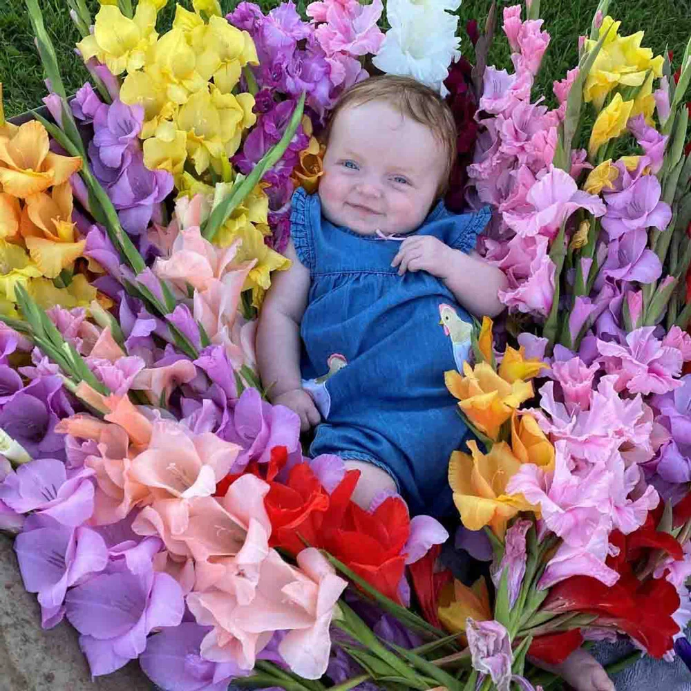Gladiolus Mixed - Image 6