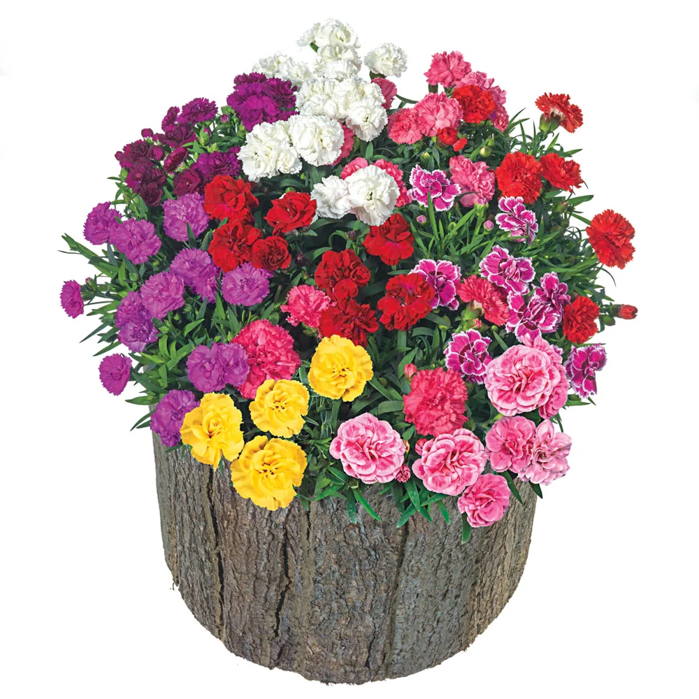 Mixed Hardy Carnations - Image 2
