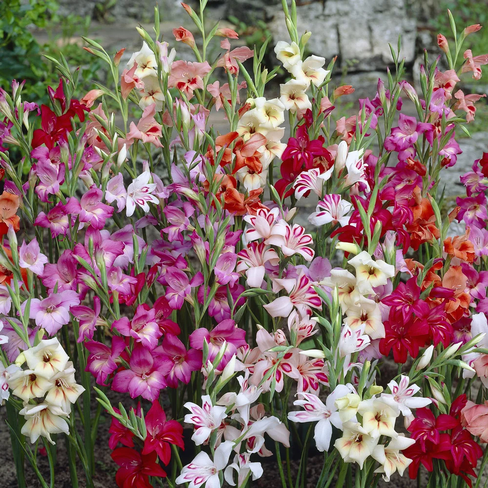 Mixed Hardy Glads (Gladiolus Nanus) - Image 2
