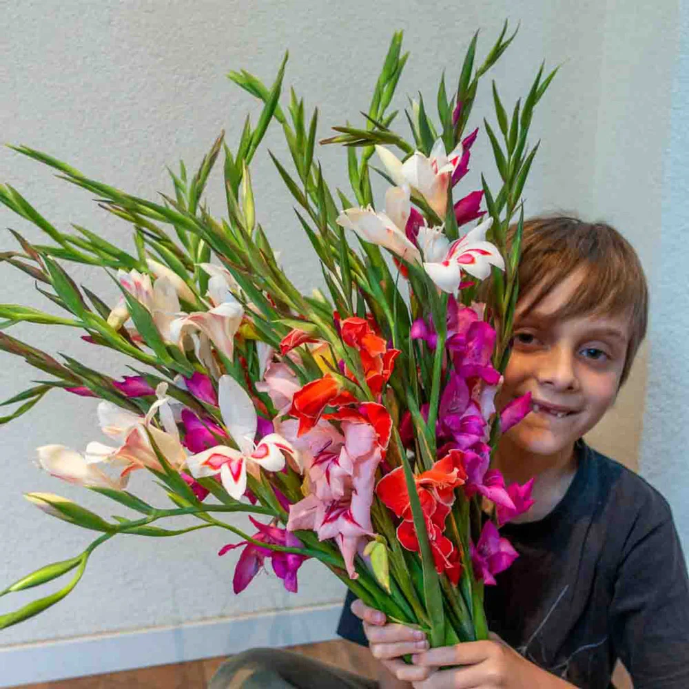 Mixed Hardy Glads (Gladiolus Nanus) - Image 3