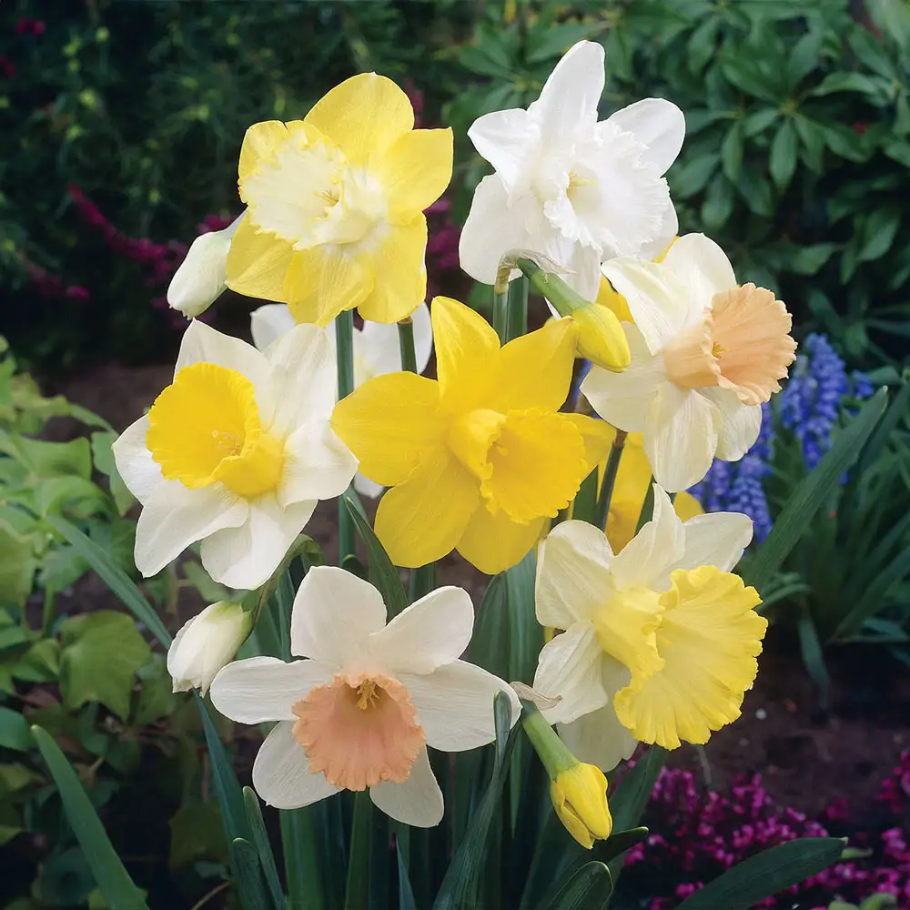 Mixed Trumpet Daffodils for Naturalizing
