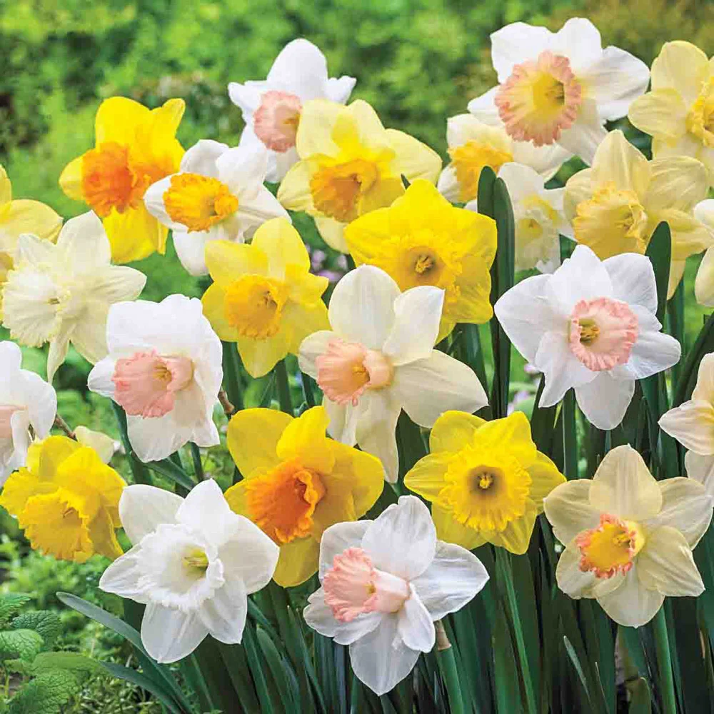 Mixed Trumpet Daffodils for Naturalizing - Image 2