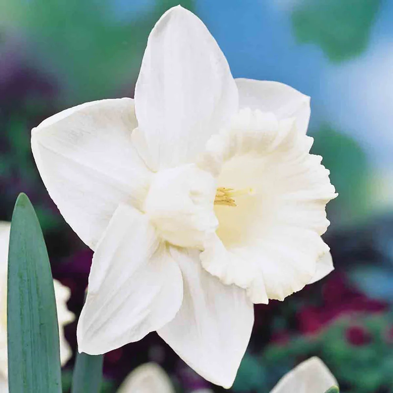 Most Popular Daffodil Collection - Image 5