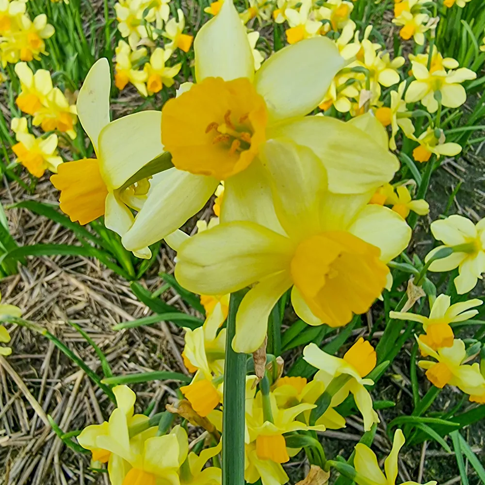 Multi-Flowering Daffodil Eaton Song - Image 2