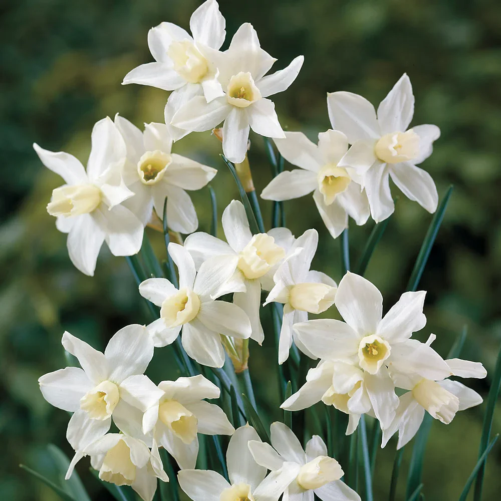 Multi-Flowering Dwarf Daffodil Toto (aka The white Tete-a-Tete Daffodil)