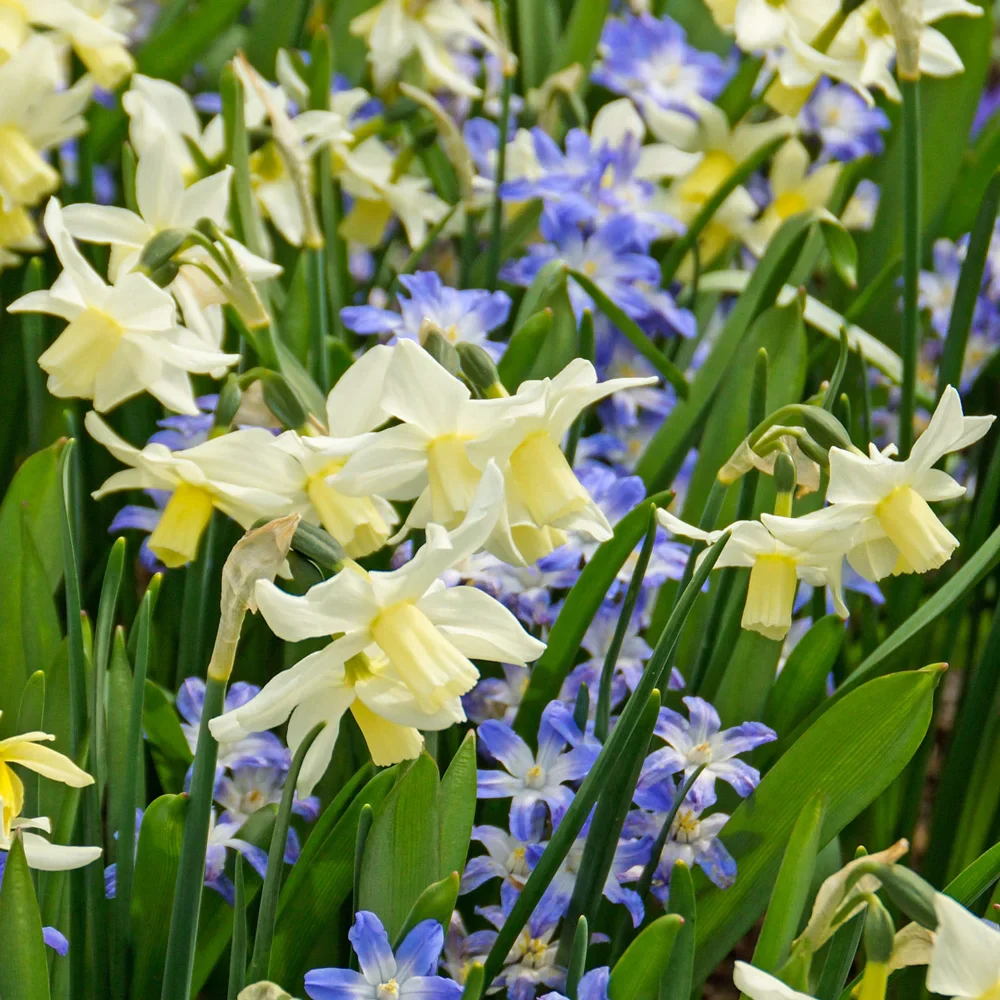 Multi-Flowering Dwarf Daffodil Toto (aka The white Tete-a-Tete Daffodil) - Image 2