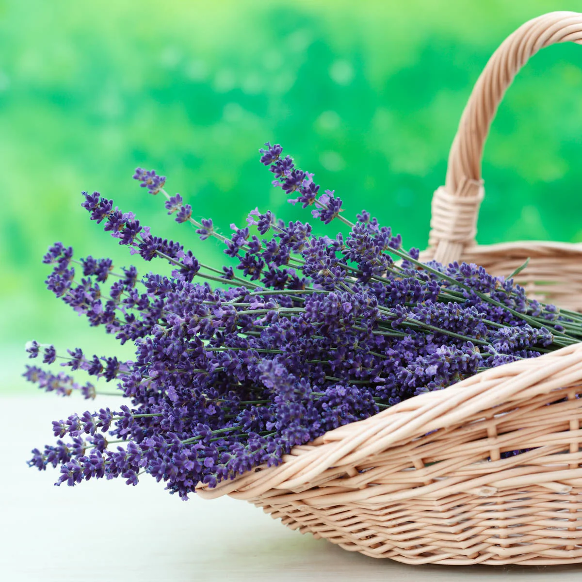 Munstead Lavender