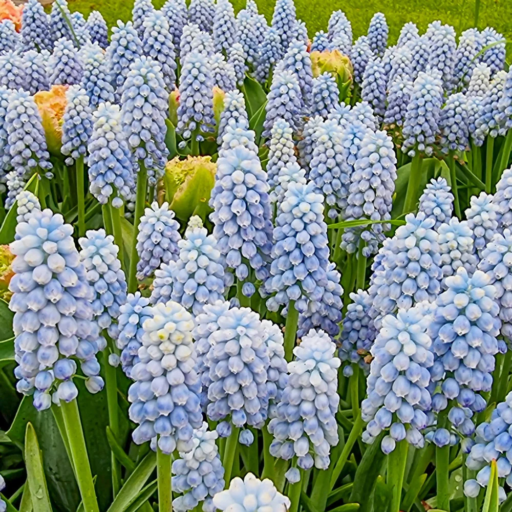 Muscari Manon - Image 2
