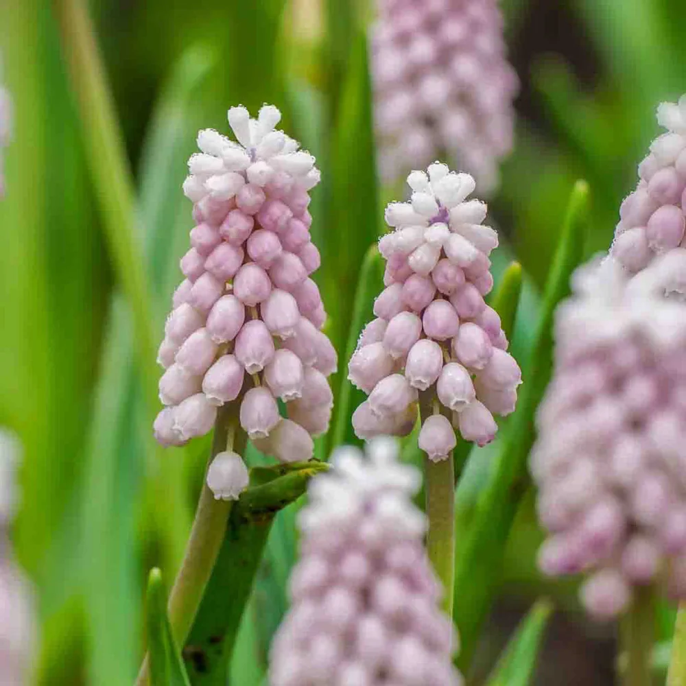 Muscari Pink Sunrise - Image 3
