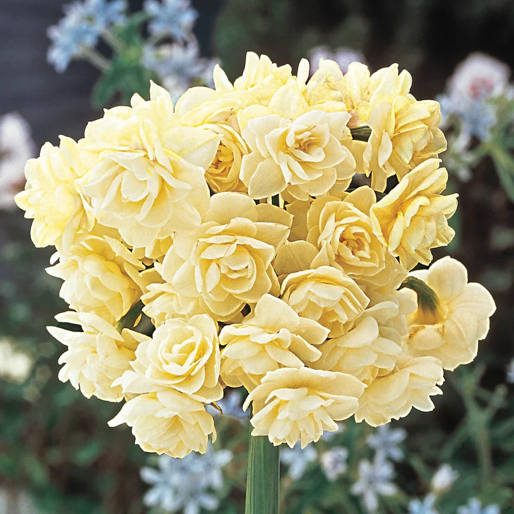 Summer Daffodil (Narcissus Erlicheer)