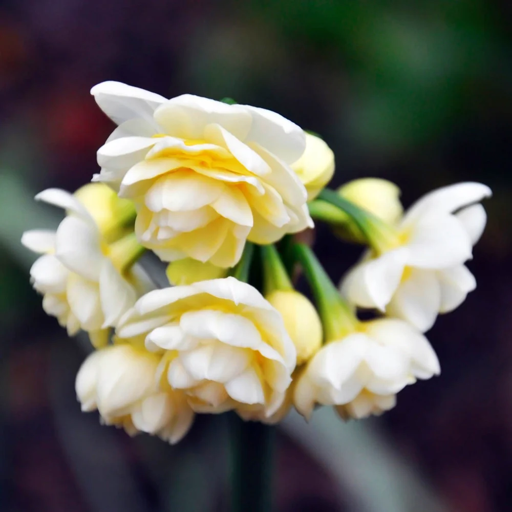 Summer Daffodil (Narcissus Erlicheer) - Image 3