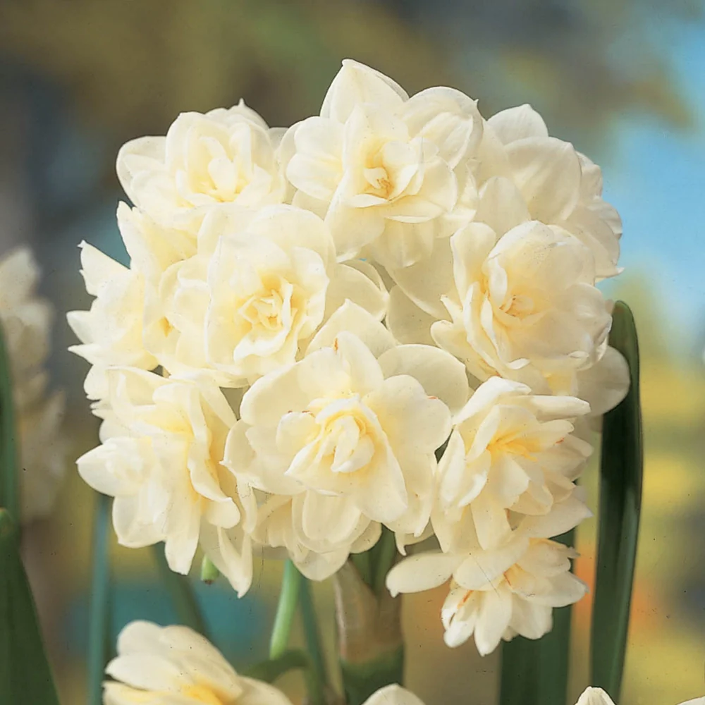 Summer Daffodil (Narcissus Erlicheer) - Image 4