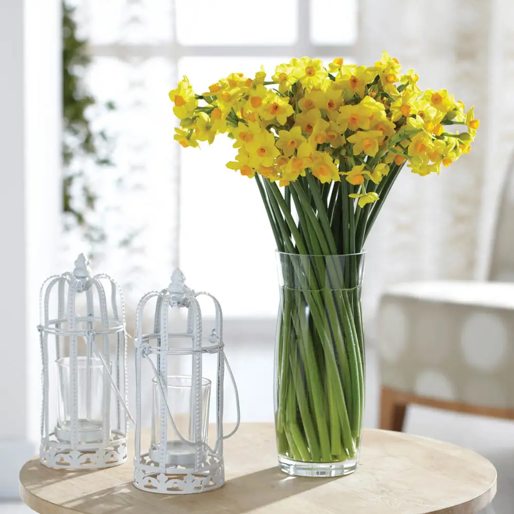 Paperwhite Narcissus Grand Soleil d'Or - Image 2