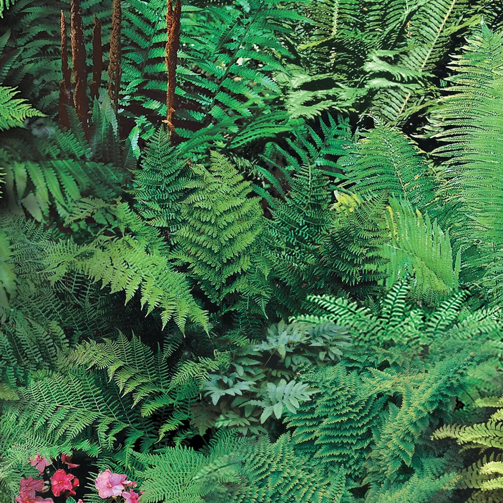 Native Woodland Fern Mix - Image 3