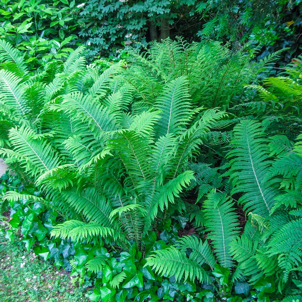 Native Woodland Fern Mix - Image 4