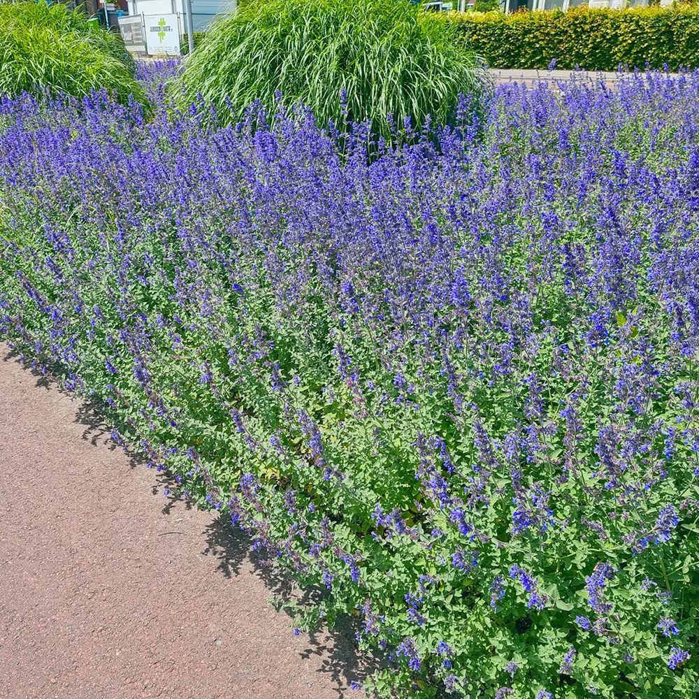 Nepeta Walker's Low