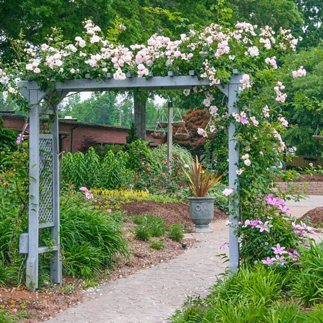 New Dawn Climbing Rose - Image 3