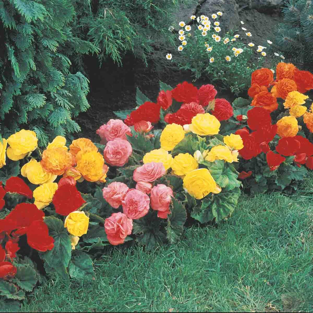 Non-Stop Begonia Mix - Image 6