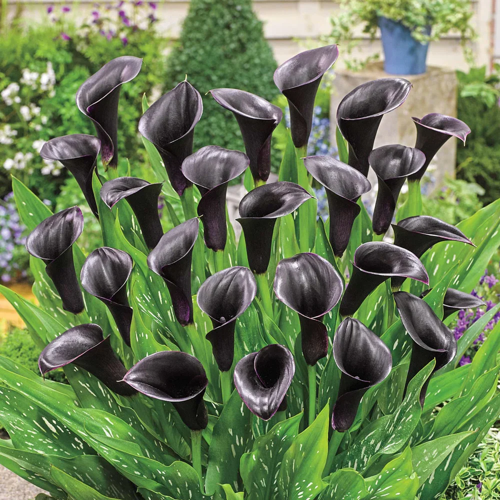 Free-Flowering Hybrid Calla Lily Odessa