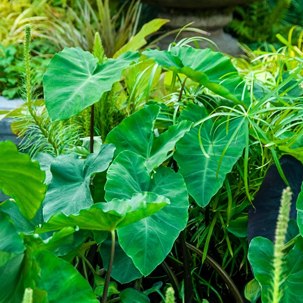 Upright Elephant Ear Odora - Image 2