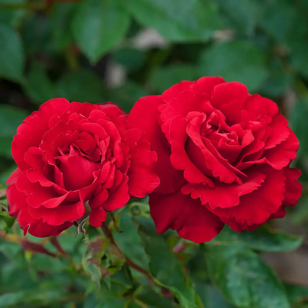 Floribunda Rose Oh My!® - Image 2